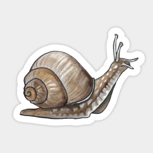 Snail Sticker